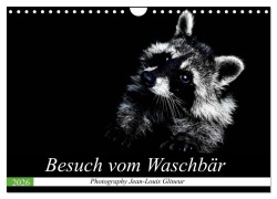 Cover-Bild zum Titel 'Besuch vom Waschbär (Wandkalender 2026 DIN A4 quer), CALVENDO Monatskalender' von 'Jean-Louis Glineur'
