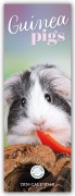 Cover-Bild zum Titel 'Guniea Pigs - Meerschweinchen 2026 - Slimline-Kalender' von 'Carousel Calendar'