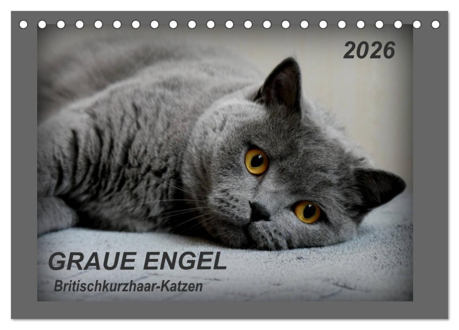 GRAUE ENGEL Britischkurzhaar-Katzen (Tischkalender 2026 DIN A5 quer), CALVENDO Monatskalender - Jacky-Fotos Jacky-Fotos