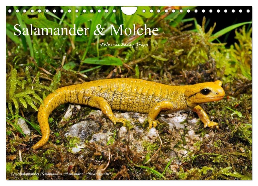 Salamander und Molche (Wandkalender 2027 DIN A4 quer), CALVENDO Monatskalender - Benny Trapp