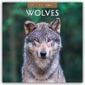 Wolves - Wölfe 2025 - 16-Monatskalender - Robin Red