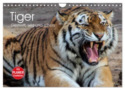 Cover-Bild zum Titel 'Tiger. Gestreift, wild und schön (Wandkalender 2026 DIN A4 quer), CALVENDO Monatskalender' von 'Elisabeth Stanzer'