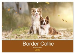 Cover-Bild zum Titel 'Border Collie - Bunt und clever! (Wandkalender 2026 DIN A2 quer), CALVENDO Monatskalender' von 'Andrea Mayer Tierfotografie'