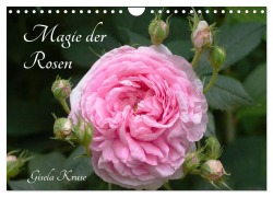 Cover-Bild zum Titel 'Magie der Rosen (Wandkalender 2026 DIN A4 quer), CALVENDO Monatskalender' von 'Gisela Kruse'