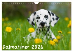 Cover-Bild zum Titel 'Dalmatiner 2026 (Wandkalender 2026 DIN A4 quer), CALVENDO Monatskalender' von 'Judith Dzierzawa'