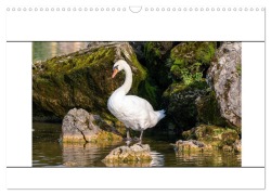 Vögel am Wasser entdecken (Wandkalender 2025 DIN A3 quer), CALVENDO Monatskalender - Teresa Bauer