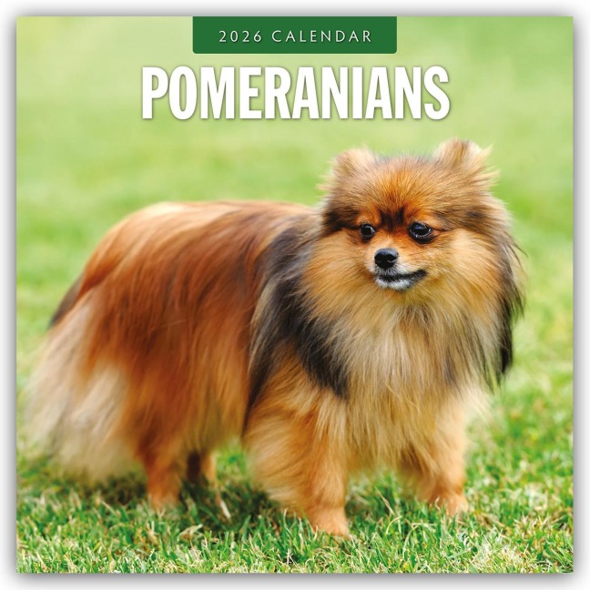 Pomeranians - Zwergspitz - Pomeranian Zwergspitz 2026 - 16-Monatskalender - Robin Red