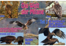 Cover-Bild zum Titel 'Die Welt der Milane Teil 2' von 'Jochen Walz'