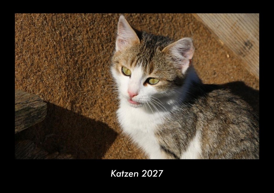 Katzen 2027 Fotokalender DIN A3 - Tobias Becker