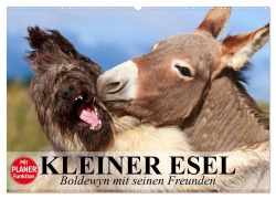 Kleiner Esel. Boldewyn mit seinen Freunden (Wandkalender 2026 DIN A2 quer), CALVENDO Monatskalender - Elisabeth Stanzer