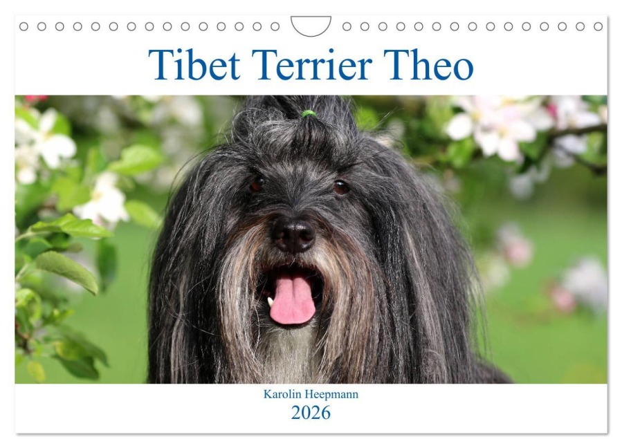 Tibet Terrier Theo (Wandkalender 2026 DIN A4 quer), CALVENDO Monatskalender - Karolin Heepmann