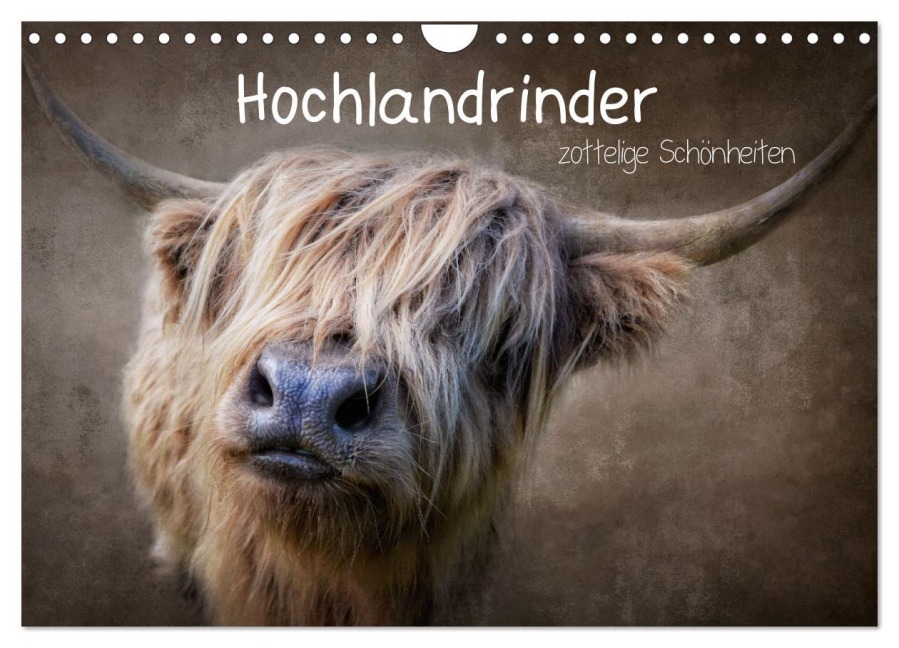 Hochlandrinder - Zottelige Schönheiten (Wandkalender 2026 DIN A4 quer), CALVENDO Monatskalender - Claudia Moeckel