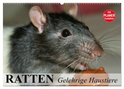 Cover-Bild zum Titel 'Ratten. Gelehrige Haustiere (Wandkalender 2026 DIN A2 quer), CALVENDO Monatskalender' von 'Elisabeth Stanzer'