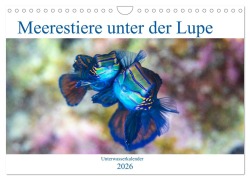 Cover-Bild zum Titel 'Meerestiere unter der Lupe - Unterwasserkalender (Wandkalender 2026 DIN A4 quer), CALVENDO Monatskalender' von 'Sven Gruse'