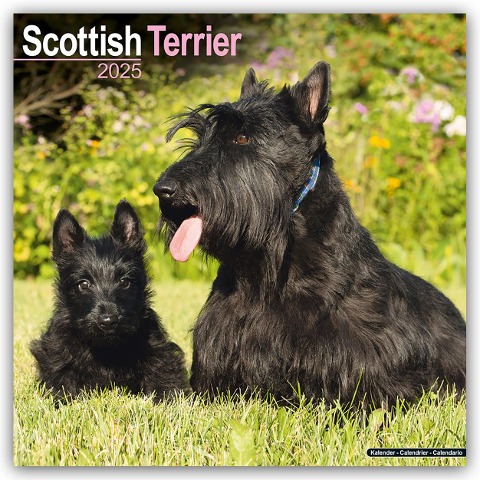 Scottish Terrier - Scottish Terrier 2025- 16-Monatskalender - Avonside Publishing Ltd