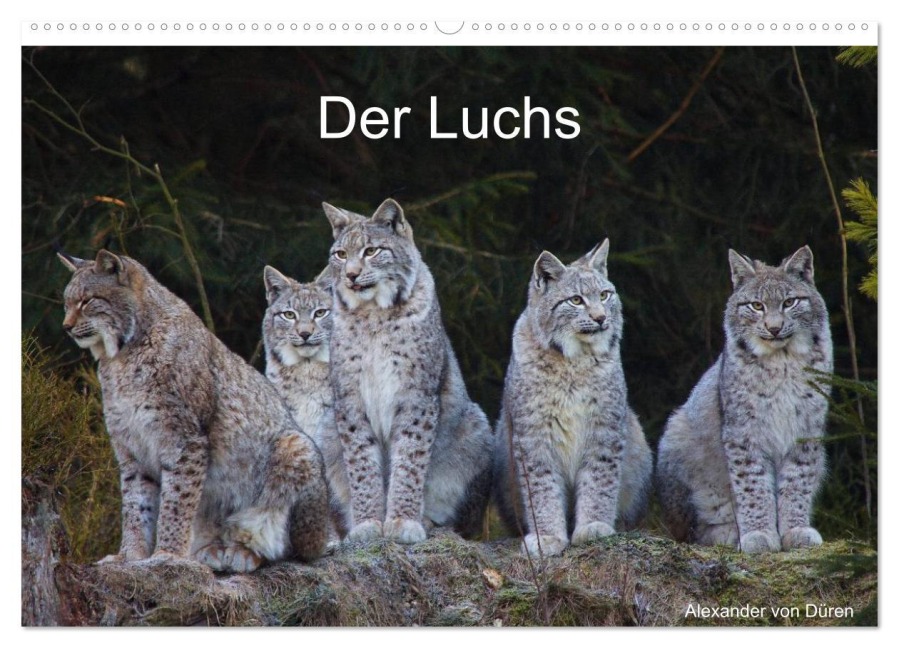 Der Luchs (Wandkalender 2026 DIN A2 quer), CALVENDO Monatskalender - Alexander von Düren