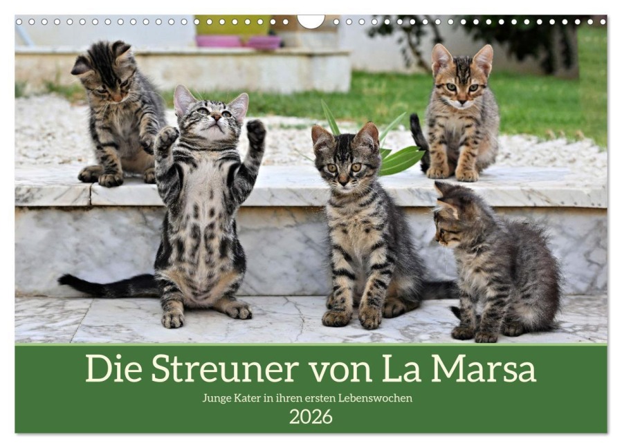 Die Streuner von La Marsa (Wandkalender 2026 DIN A3 quer), CALVENDO Monatskalender - Peter Hennrich