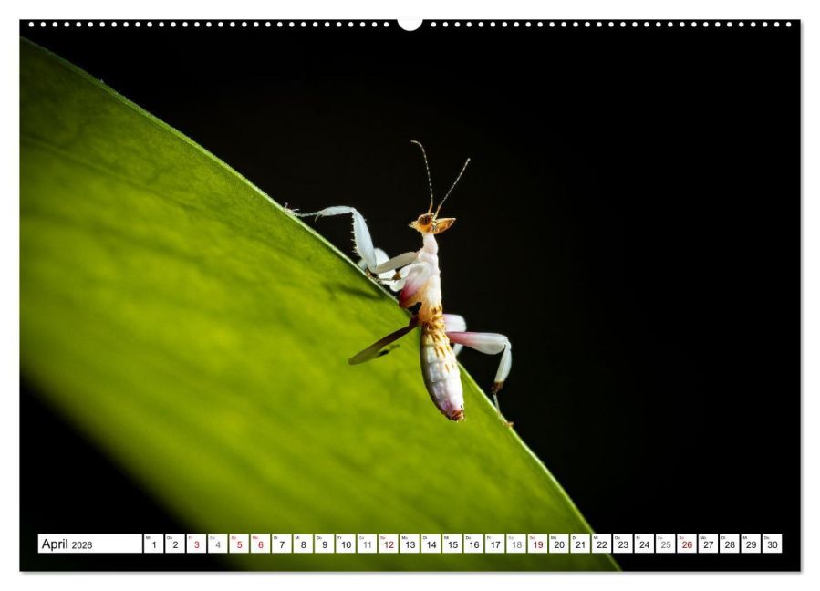 InsideView 9