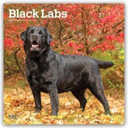 Cover-Bild zum Titel 'Black Labrador Retriever - Schwarze Labrador Retriever 2027 - 16-Monatskalender' von 'Browntrout Publishers'