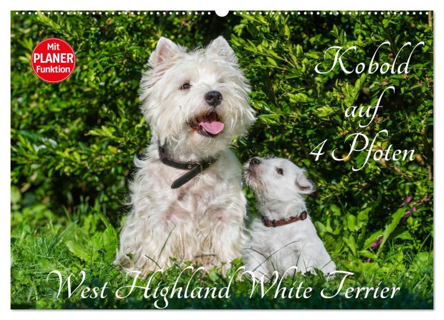 Kobold auf 4 Pfoten - West Highland White Terrier (Wandkalender 2026 DIN A2 quer), CALVENDO Monatskalender - Sigrid Starick