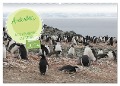 Antarktis Auf der Entdeckung ihrer Tierwelt (Wandkalender 2024 DIN A2 quer), CALVENDO Monatskalender - Alain Gaymard