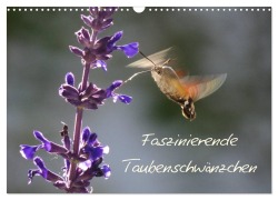 Cover-Bild zum Titel 'Faszinierende Taubenschwänzchen (Wandkalender 2026 DIN A3 quer), CALVENDO Monatskalender' von 'Ingrid Franz'