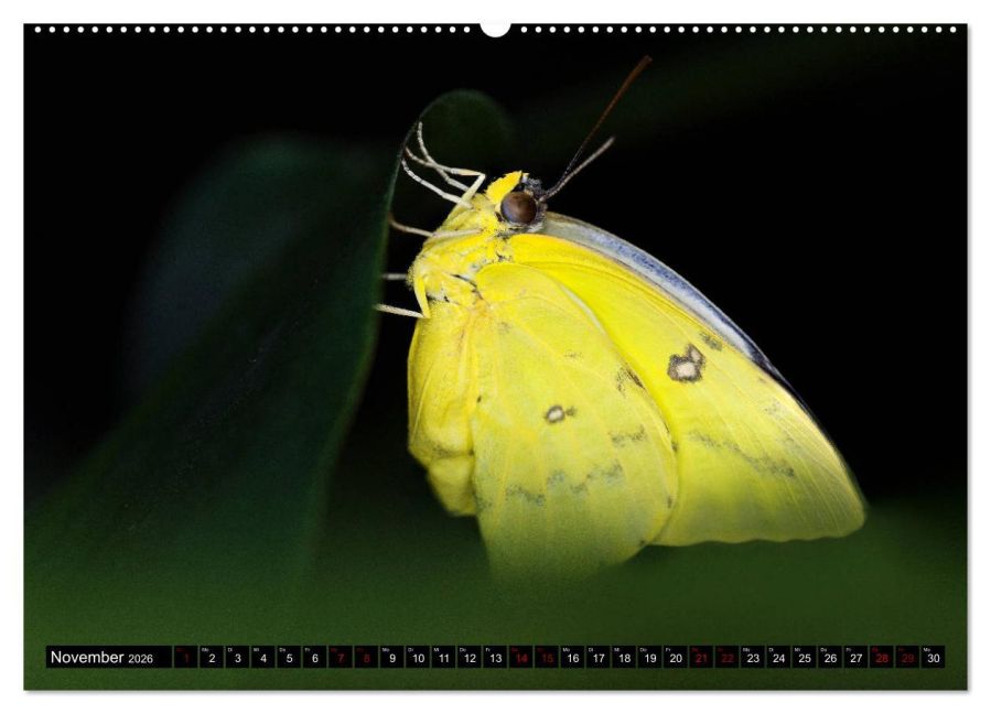 InsideView 2