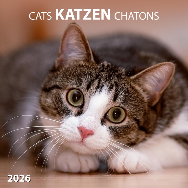 Katzen/Cats 2026 - 