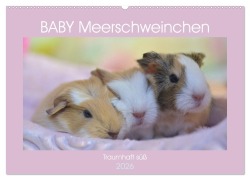 BABY Meerschweinchen Traumhaft süß (Wandkalender 2026 DIN A2 quer), CALVENDO Monatskalender - Sabine Hampe-Neves