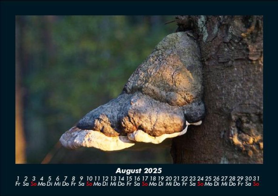InsideView 12