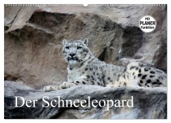 Der Schneeleopard (Wandkalender 2025 DIN A2 quer), CALVENDO Monatskalender - Arno Klatt