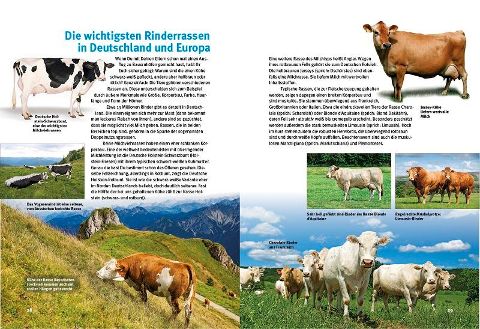 InsideView 4