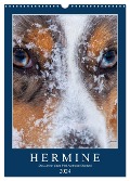 Hermine - Ein Jahr mit einem Mini Australian Shepherd (Wandkalender 2024 DIN A3 hoch), CALVENDO Monatskalender - Kai Wernze