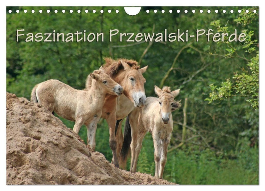 Faszination Przewalski-Pferde (Wandkalender 2027 DIN A4 quer), CALVENDO Monatskalender - Antje Lindert-Rottke