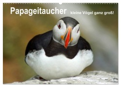 Papageitaucher - kleine Vögel ganz groß! (Wandkalender 2025 DIN A2 quer), CALVENDO Monatskalender - Babett Paul - Babett's Bildergalerie
