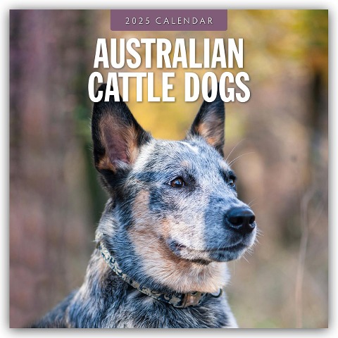 Australian Cattle Dogs - Australian Cattle Dog 2025 - 16-Monatskalender - 