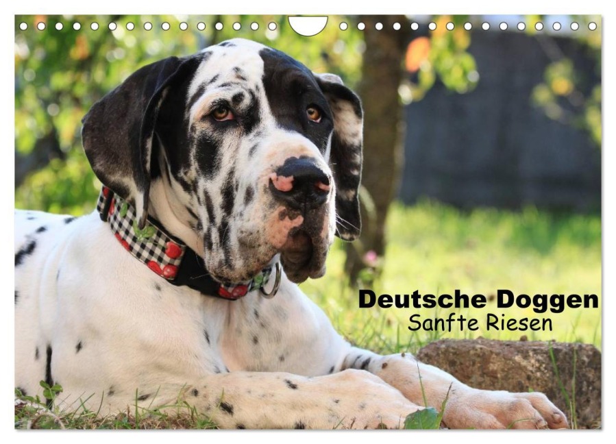 Deutsche Doggen - Sanfte Riesen (Wandkalender 2026 DIN A4 quer), CALVENDO Monatskalender - Marion Reiß - Seibert