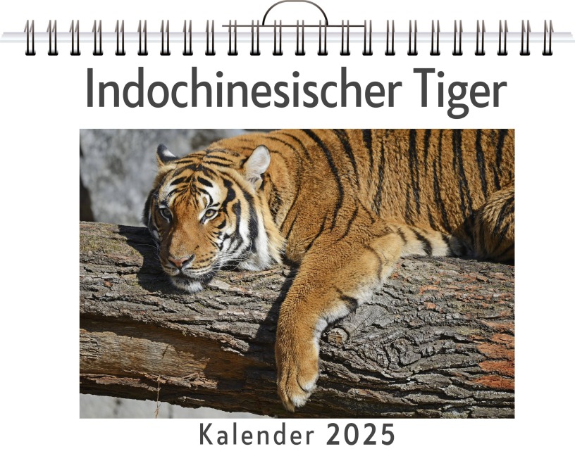 Indochinesischer Tiger - Marie Richter