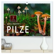 Pilze - kleine Giganten (hochwertiger Premium Wandkalender 2026 DIN A2 quer), Kunstdruck in Hochglanz - Peter Roder