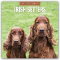 Irish Setters - Irischer Setter 2025 - 16-Monatskalender - 