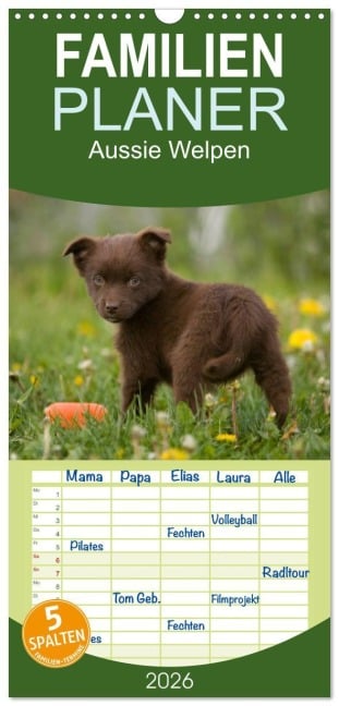 Familienplaner 2026 - Aussie Welpen 2026 mit 5 Spalten (Wandkalender, 21 x 45 cm) CALVENDO - Angela Münzel-Hashish