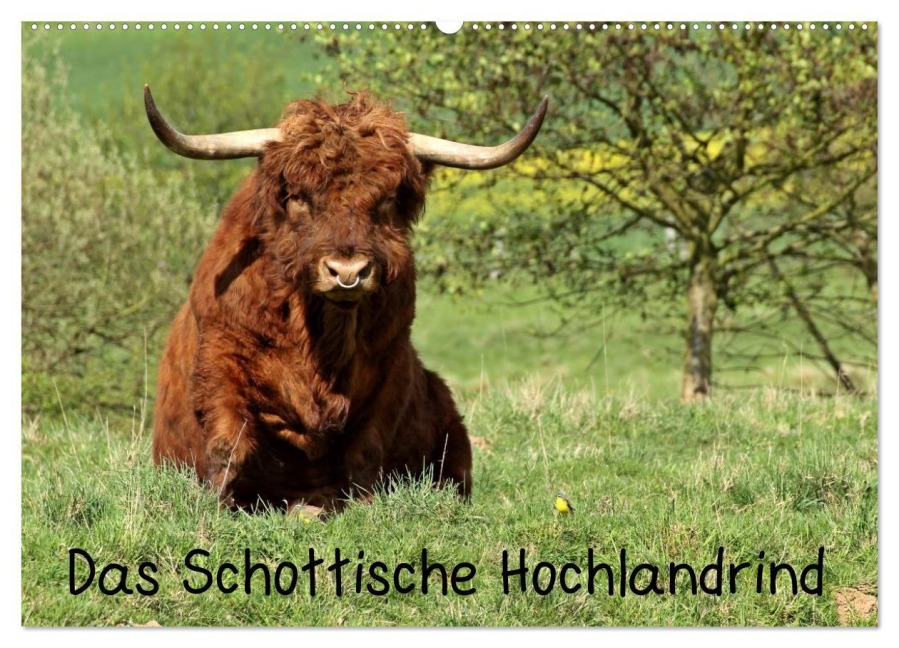 Das Schottische Hochlandrind (Wandkalender 2026 DIN A2 quer), CALVENDO Monatskalender - Christine Schmutzler-Schaub