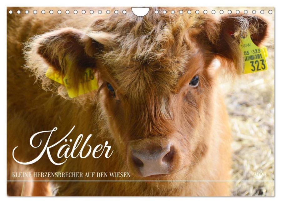 Kälber - Kleine Herzensbrecher auf den Wiesen (Wandkalender 2026 DIN A4 quer), CALVENDO Monatskalender - DeVerviers Photographer