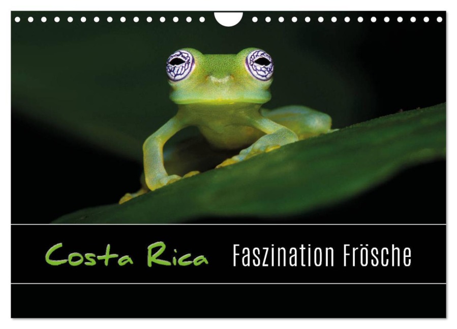 Costa Rica - Faszination Frösche (Wandkalender 2026 DIN A4 quer), CALVENDO Monatskalender - Kevin Eßer