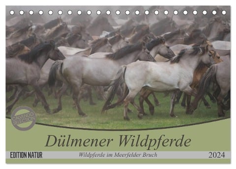 Dülmener Wildpferde - Wildpferde im Meerfelder Bruch (Tischkalender 2024 DIN A5 quer), CALVENDO Monatskalender - B. Mielewczyk
