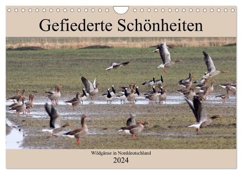 Gefiederte Schönheiten - Wildgänse in Norddeutschland (Wandkalender 2024 DIN A4 quer), CALVENDO Monatskalender - Rolf Pötsch
