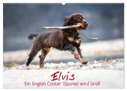 Elvis ein Engl. Cocker Spaniel wird Groß (Wandkalender 2026 DIN A2 quer), CALVENDO Monatskalender - Sabrina Wobith Photography - FotosVonMaja