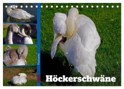 Cover-Bild zum Titel 'Faszination Höckerschwäne (Tischkalender 2026 DIN A5 quer), CALVENDO Monatskalender' von 'Babett Paul - Babetts Bildergalerie'