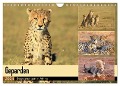 Geparden - Begegnungen in Afrika (Wandkalender 2024 DIN A4 quer), CALVENDO Monatskalender - Michael Herzog