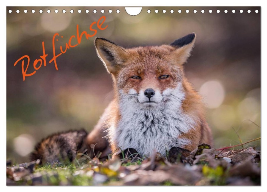 Rotfüchse (Wandkalender 2025 DIN A4 quer), CALVENDO Monatskalender - Markus van Hauten